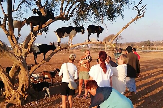 Agadir Tree‑Climbing Goats & Souk El Had Market Tour - Key things to know before booking