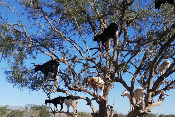 Agadir Tree‑Climbing Goats & Souk El Had Market Tour - Price, pickup, and the real value