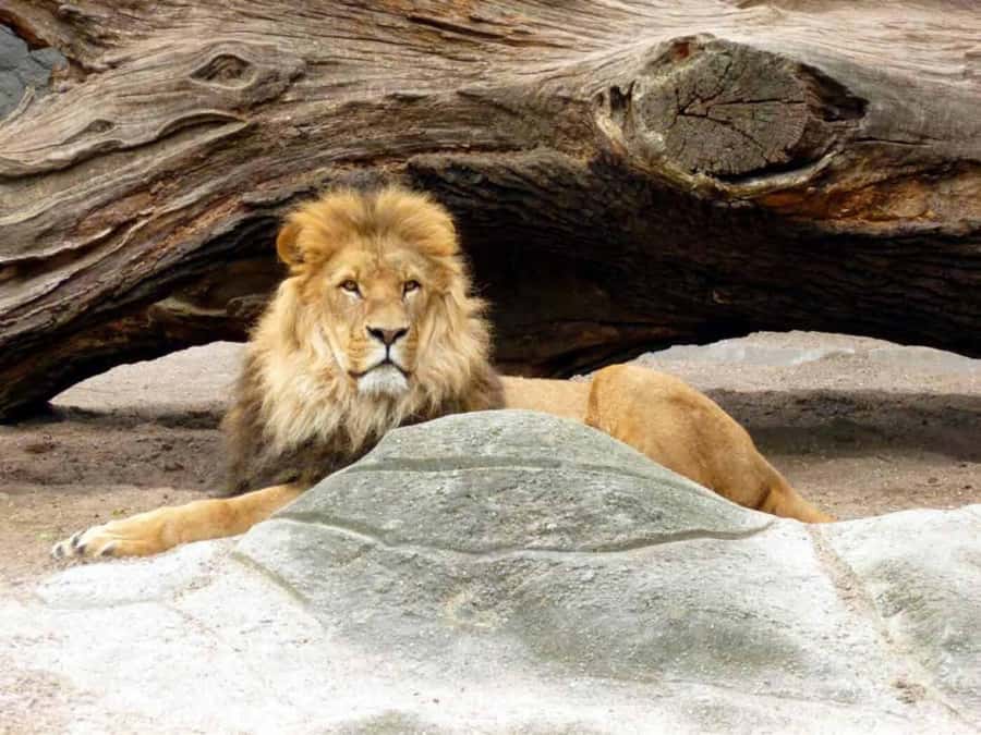 Bali: Safari Zoo and Ubud Palace and Market Day Tour - Why this Bali day tour works for families