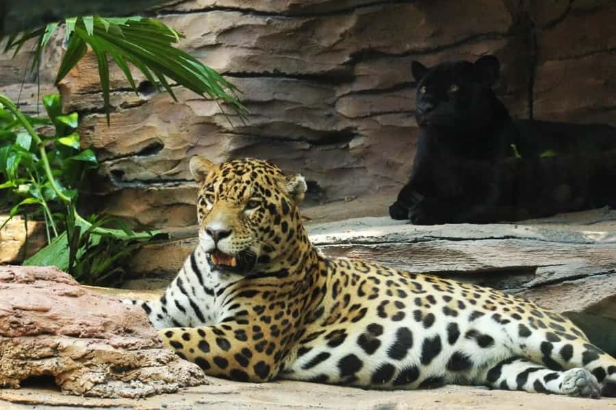 Bali: Safari Zoo and Ubud Palace and Market Day Tour - Practical booking advice for a smoother day