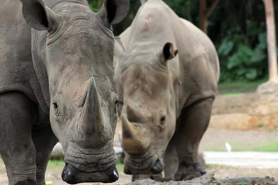 Bali: Safari Zoo and Ubud Palace and Market Day Tour - Starting from Kuta, Denpasar, or Ubud