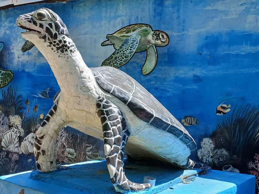 Bali: Turtle Conservation and Education Tour & Local Market - Key points to know before booking
