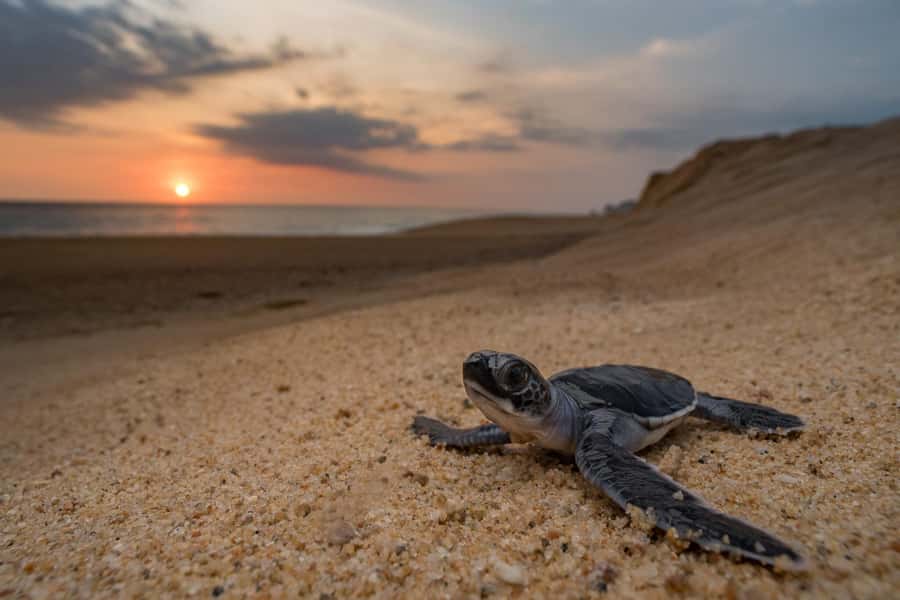 Bali: Turtle Conservation and Education Tour & Local Market - Why the turtle centre gives this tour its purpose