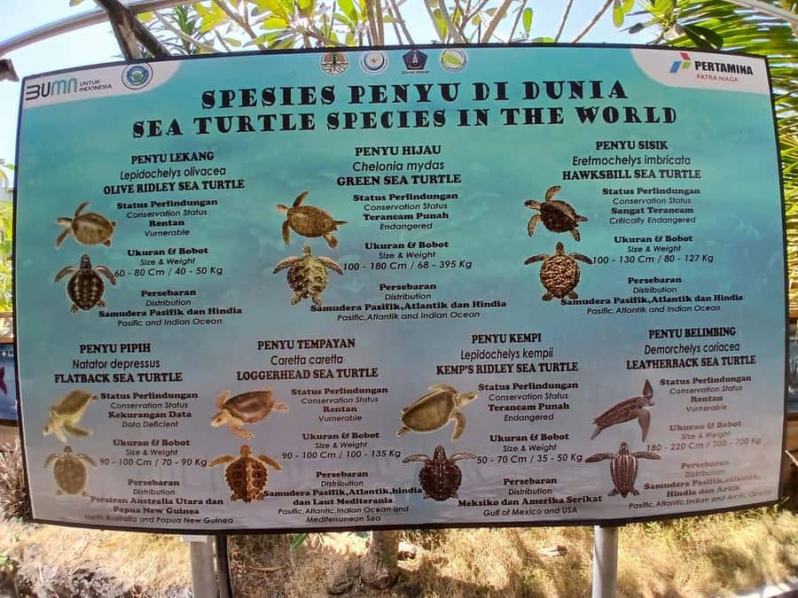 Bali: Turtle Conservation and Education Tour & Local Market - Denpasar offers a quick change of scene