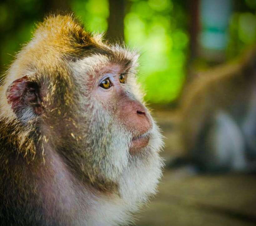 Bali: Ubud Monkey Forest, Coffee Plantation, and Market Tour - Why This Ubud Tour Works