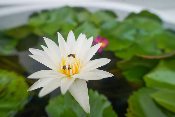 Bangkok Wat Pho and Flower Market Historical Walking Tour - A tuk-tuk ride to Pak Khlong Talad
