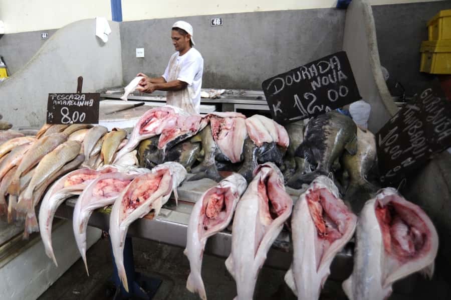 Belém: Ver-o-Peso Market and Full-Day City Tour with Lunch - Meeting Amazonian wildlife at Emílio Goeldi
