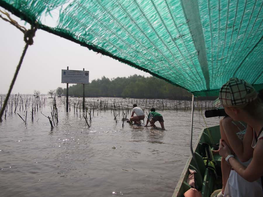 BKK :Meet monkey, mangrove forest, seafood& market -private - Should you book it?