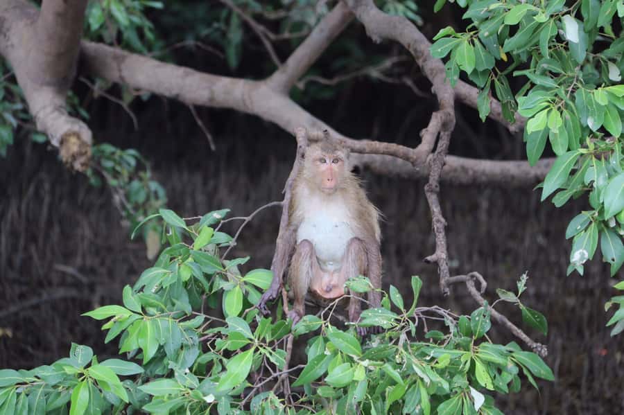 BKK :Meet monkey, mangrove forest, seafood& market -private - Fruit farms, homes, and the value of the boat ride