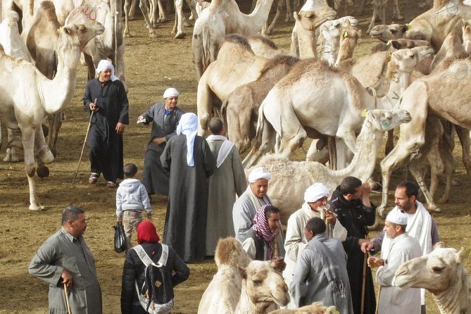 Cairo Unusual Day Tour Visit Camel Market in Birqash - Leaving Cairo before the market wakes up
