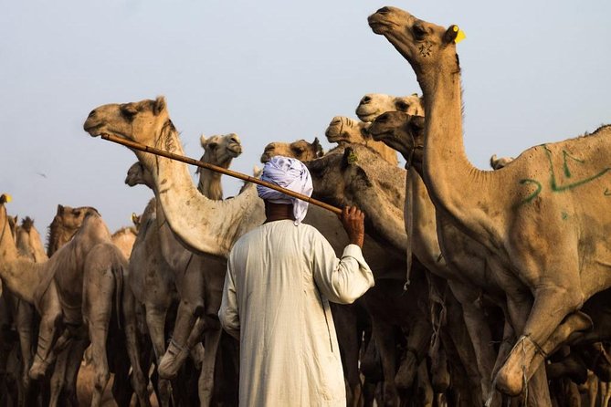 Cairo Unusual Day Tour Visit Camel Market in Birqash - Who should book this Cairo outing?
