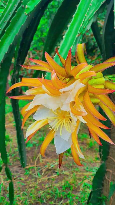 Can Tho: Authentic Mekong Delta – Real Local Life Tour. - Is $36 good value?