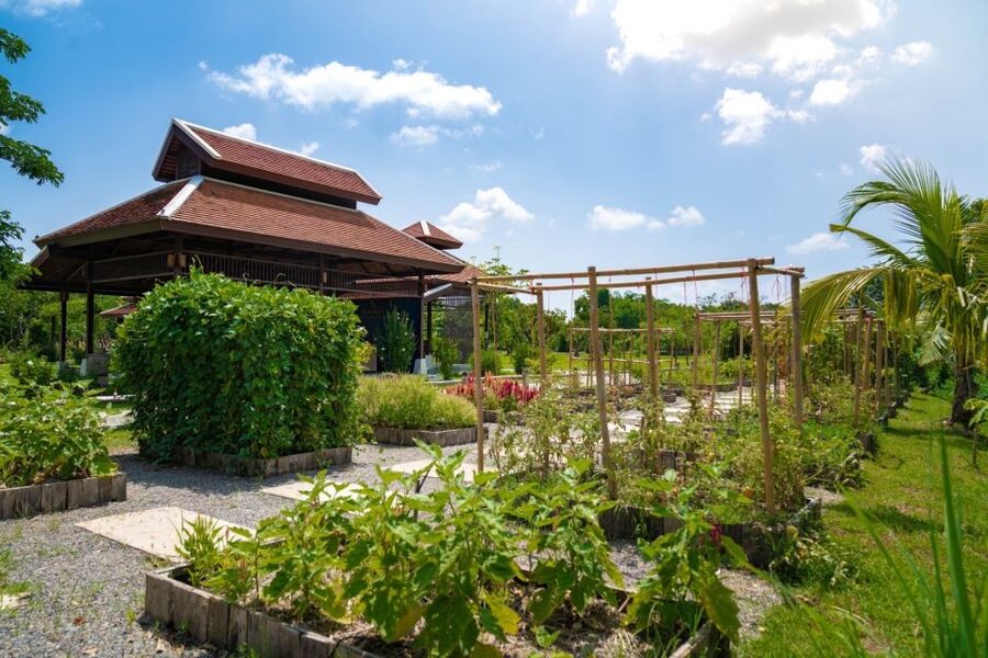 Chiang Mai: Authentic Cooking Class with Market & Farm Visit - Grandma’s organic farm brings the menu to life