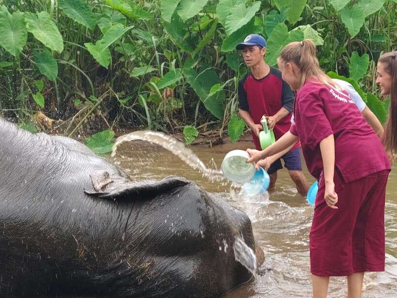 Chiang Mai: Elephants, Sticky Waterfalls, Market and Temple - Key points at a glance