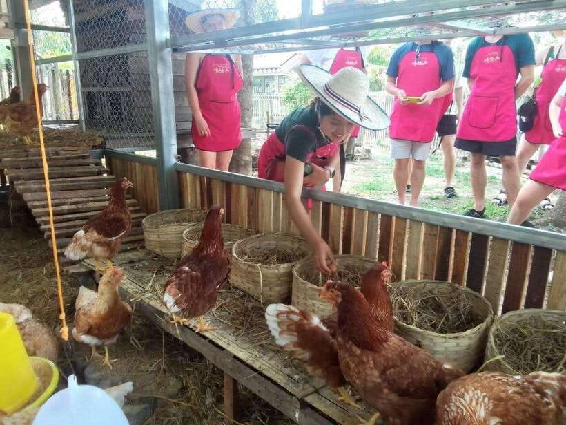 Chiang Mai: Half Day Cooking Class at Organic Farm - Choose carefully among the three locations