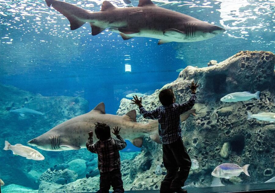 Crete: Heraklion Center, Local Market and Creta Aquarium - Who should book this day?