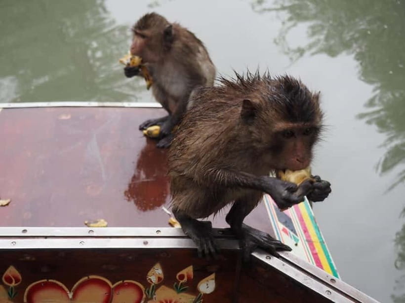 Damnoen & Maeklong: Thailand’s Iconic Market Experience - Damnoen Saduak and its canal scenes