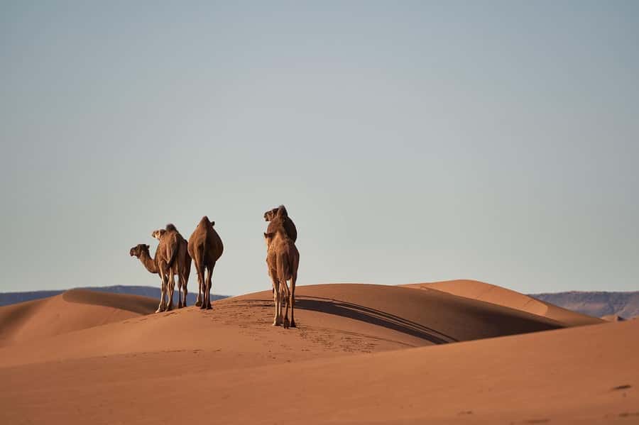 Doha: Combo City Tour, Souq Waqif & 4WD Desert Safari - Katara Cultural Village in 30 minutes