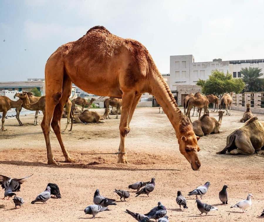 Doha: Souq Waqif Tour & Curated Walk with Guide - Is $22 good value?
