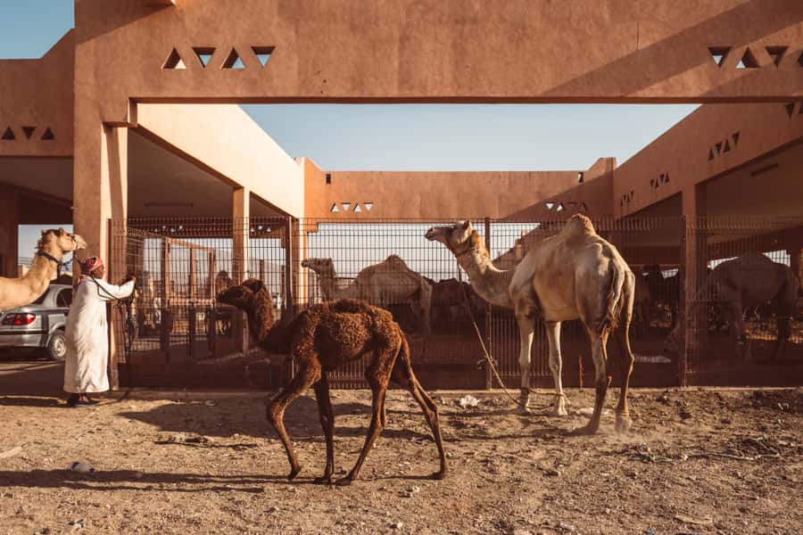 Dubai: Al Ain Oasis, Camel Market, Old Museum & Jebel Hafeet - Key things to know before booking