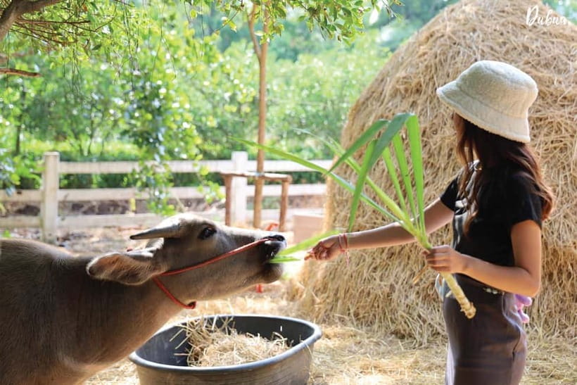 From Bangkok: Don Wai Market, Wat Samphran & Lotus Café Tour - Du Bua Café and the lotus ponds