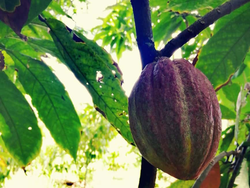 From Puerto Plata Priv: Cocoa, Coffee, Cigars & Local Market - Key Details Before You Book