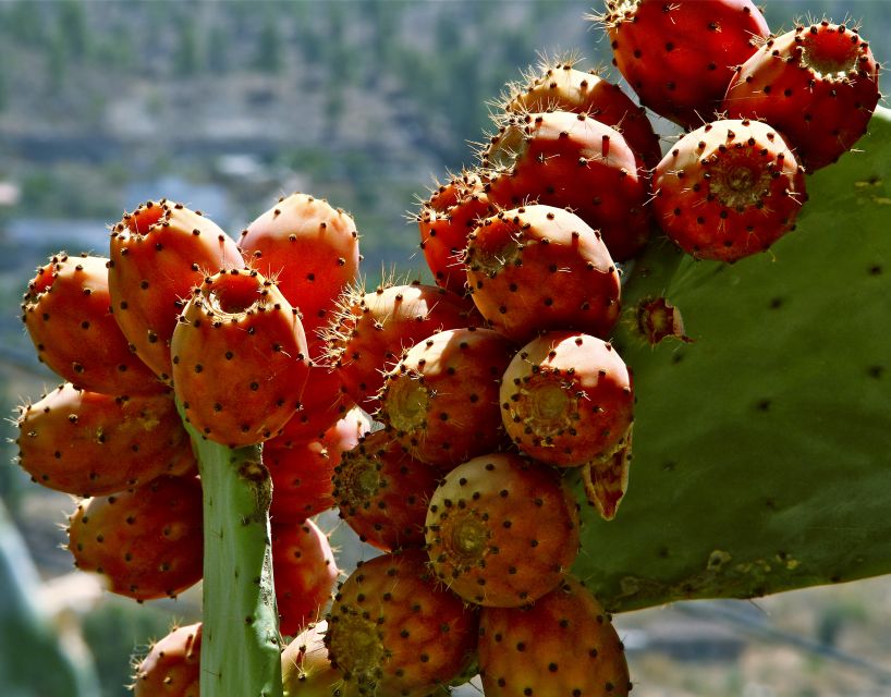 Gran Canaria: 6-Hour Teror and San Mateo Markets Tour - Teror: balconies, church, and island specialties