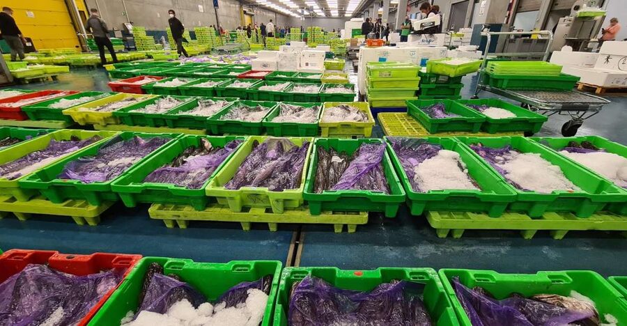 Guided visit to the Pasaia fish market - Following the fish from unloading to sale