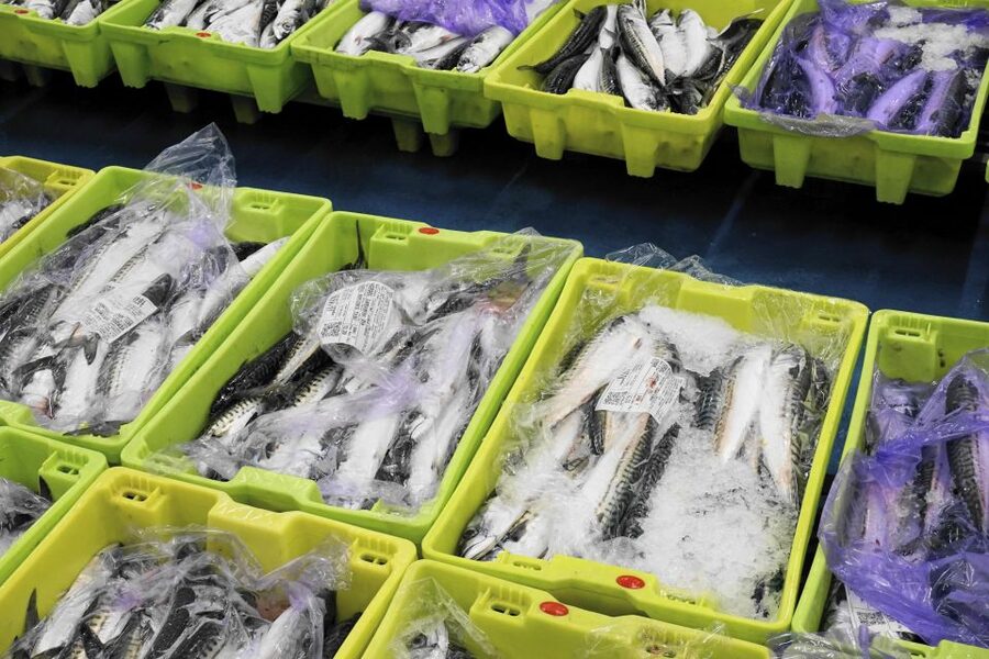 Guided visit to the Pasaia fish market - What the small group changes