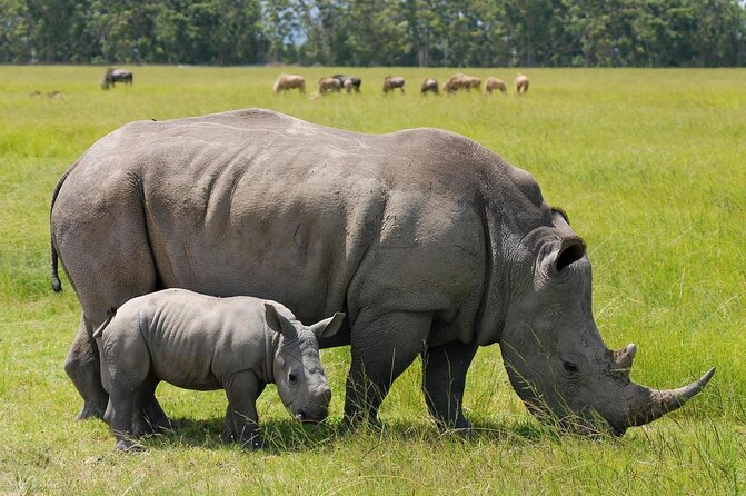 Half-Day Nairobi National Park and Maasai Market with Pick up - Key points to know before you book