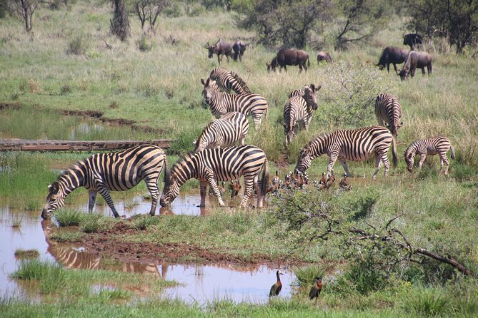 Half-Day Nairobi National Park and Maasai Market with Pick up - Why Nairobi National Park is such a good first safari
