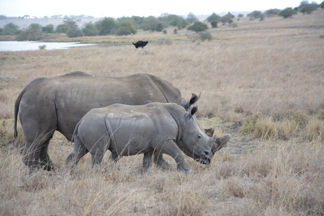 Half-Day Nairobi National Park and Maasai Market with Pick up - The open-top Landcruiser changes the game drive