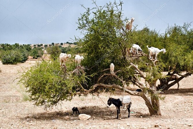 Half day tour : Agadir Goats in argan trees & Souk El Had Market - Is $41 per person good value?
