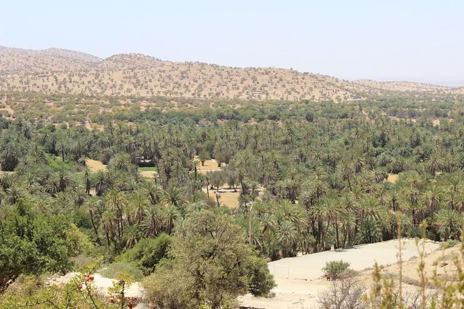 Half day tour : Agadir Goats in argan trees & Souk El Had Market - Who will enjoy this experience most?