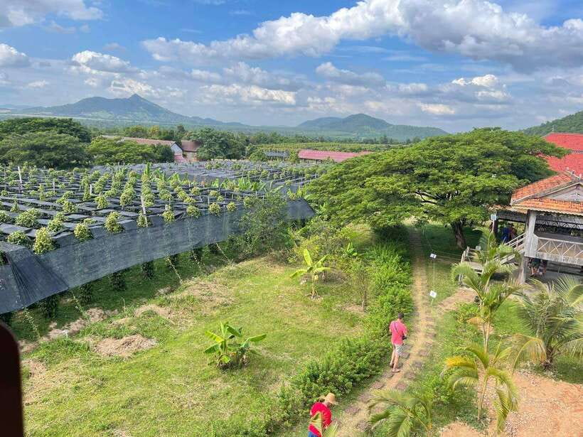 Kampot Pepper Farm, Salt Fields, Crab Market from Phnom Penh - Kep Beach Crab Market and a seafood lunch