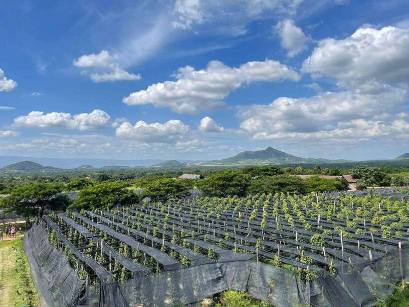Kampot Pepper Farm, Salt Fields, Crab Market from Phnom Penh - Is $87 good value?