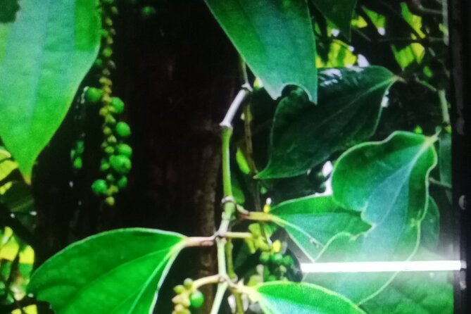 KAMPOT TRAVEL-Pepper farm. Cave.Secret lake-Crab market & Salt... - Choosing dinner at Kep Crab Market