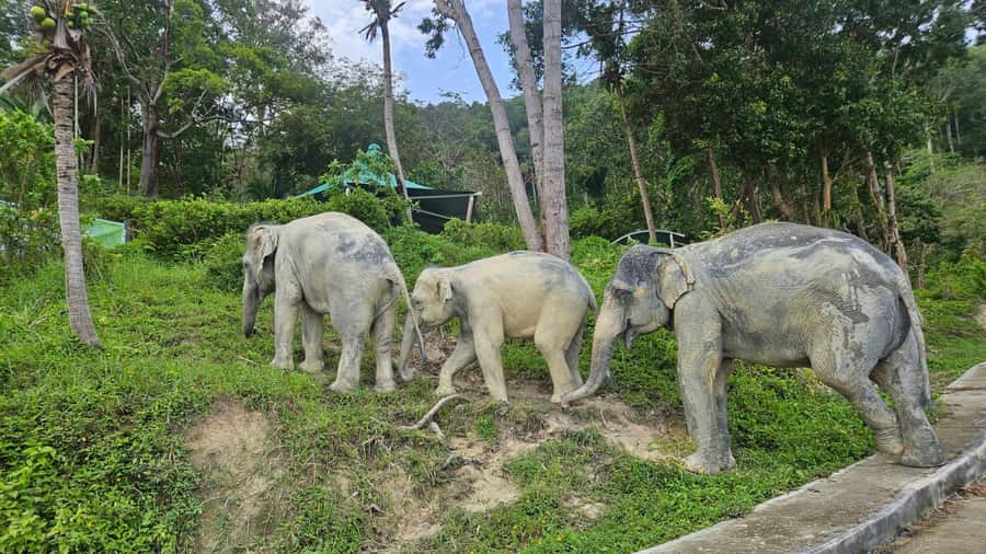 Khaolak Guide Tour to Sunday Market and Rescured Elephant - Nam Khem Tsunami Memorial Park