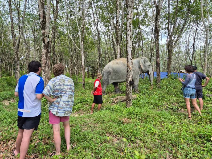 Khaolak Guide Tour to Sunday Market and Rescured Elephant - What the $120 price includes