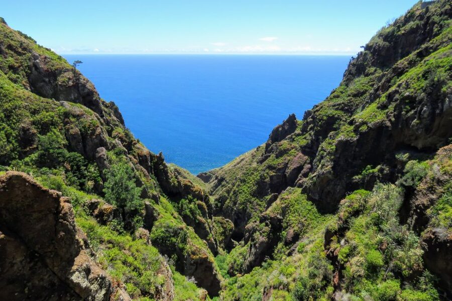 Madeira : Santo de Serra Local Farmers' Market half day trip - How the guides shape the experience