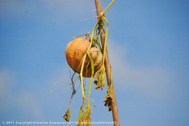 Mekong tour: Cai Be - Can Tho Floating Market 2 days - Who will enjoy this Mekong trip most
