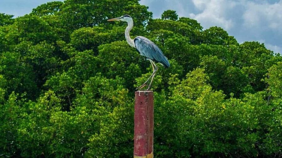 Negombo Private Tour: Market, Temples & Canal - St. Mary’s Church and Negombo’s Catholic character