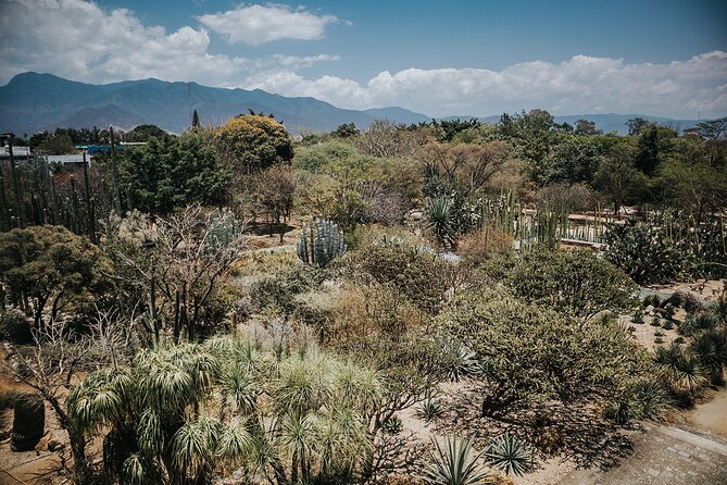 Oaxaca City Walking Tour - Markets, Textile museum & Lunch - Santo Domingo Church and the Textile Museum