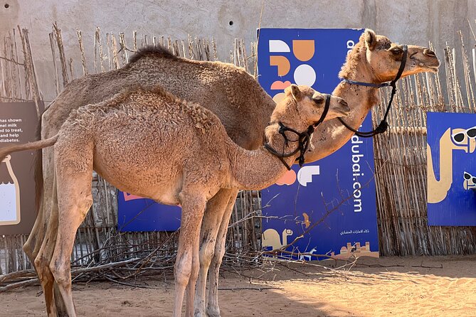 Old Dubai tour: Local Market, Tasting, Dubai creek with Abra ride - The Coins Museum adds a useful trade connection