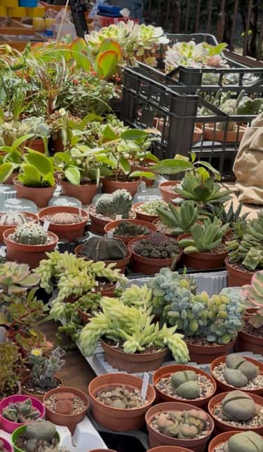 Palermo: Sunday Markets Walk with sweet break - Starting at Vucciria and Epic Sicily