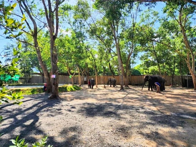 Phuket City Tour with Night Market Visit & Elephant Feeding - Guides can shape the whole day