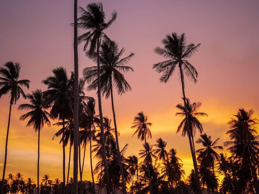 Phuket: Sunset View and Seafood Market Dinner Guided Tour - Should you book the Phuket seafood and sunset tour?