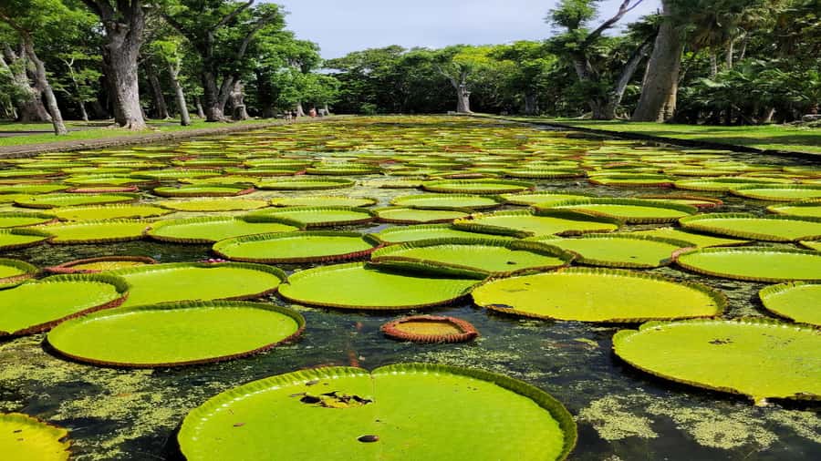 Port Louis Market, Botanical Garden -Northern Mauritius Tour - Key points at a glance