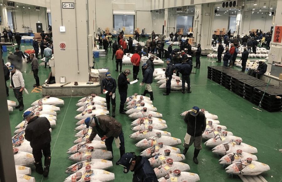 Private Toyosu & Tsukiji Market Adventure with Tuna Auction - Watching the bluefin tuna auction at Toyosu