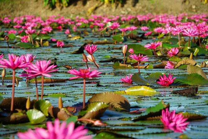 Red Lotus garden market with Thai culture halfday tour - Leaving Bangkok at 8:00 a.m.